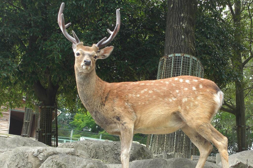 おがの鹿公園 クチコミ・アクセス・営業時間｜小鹿野・皆野