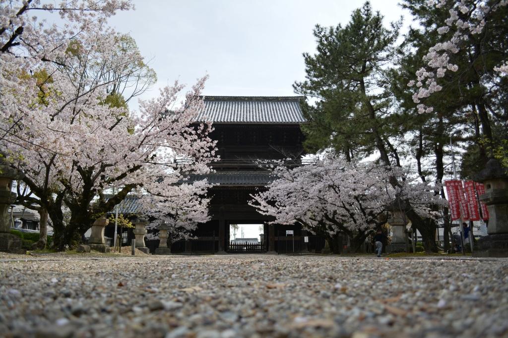 大樹寺