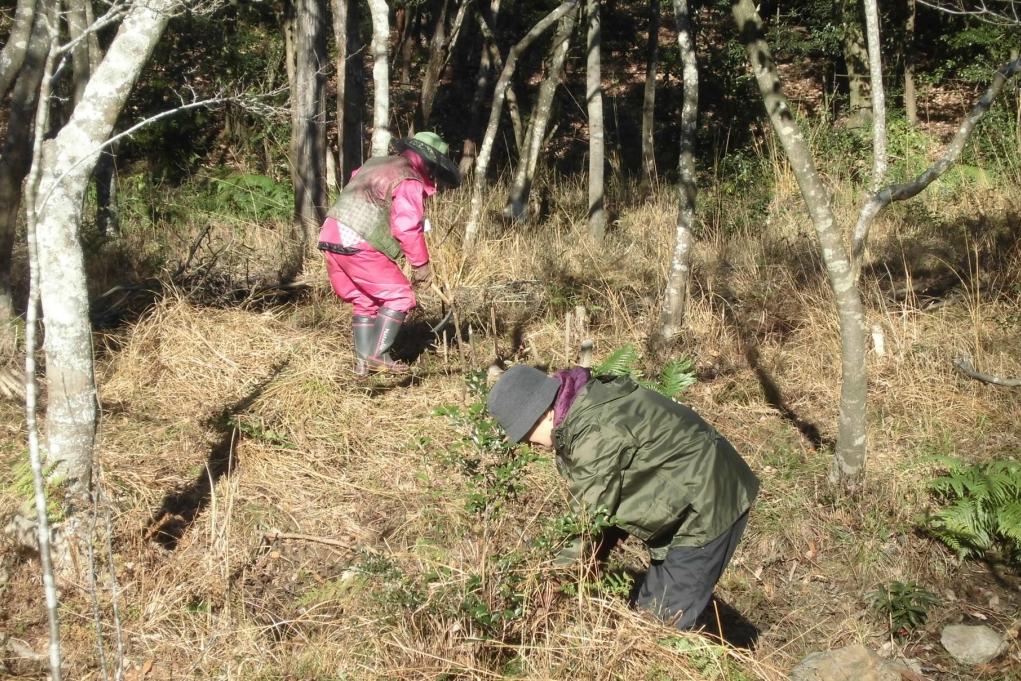 大事な場所は機械を使わず鎌で手刈り