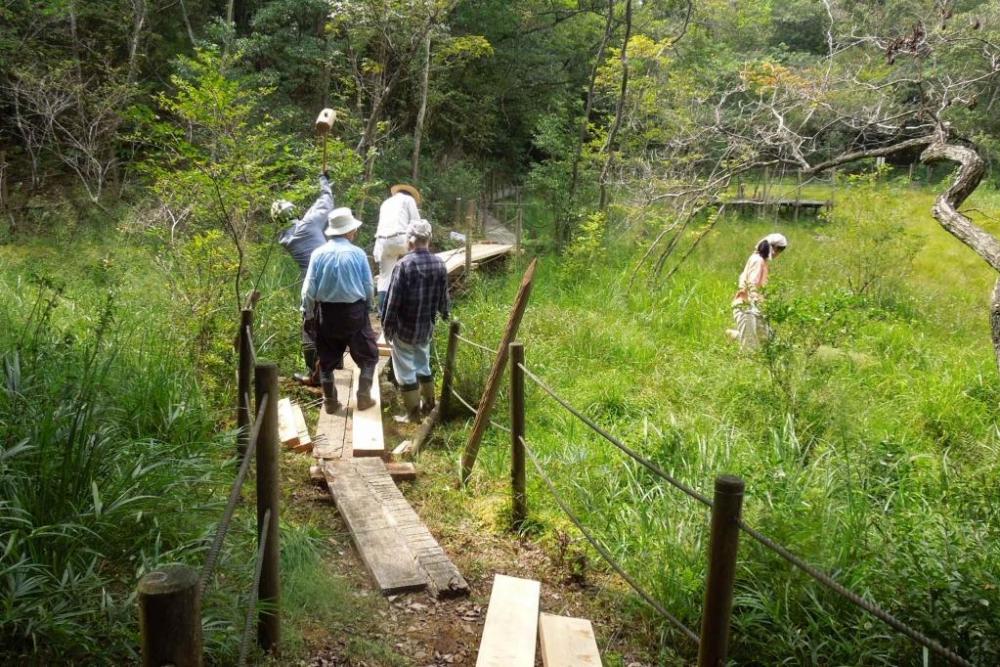 湿地に生えた外来種の草を手で摘む、地道な作業です