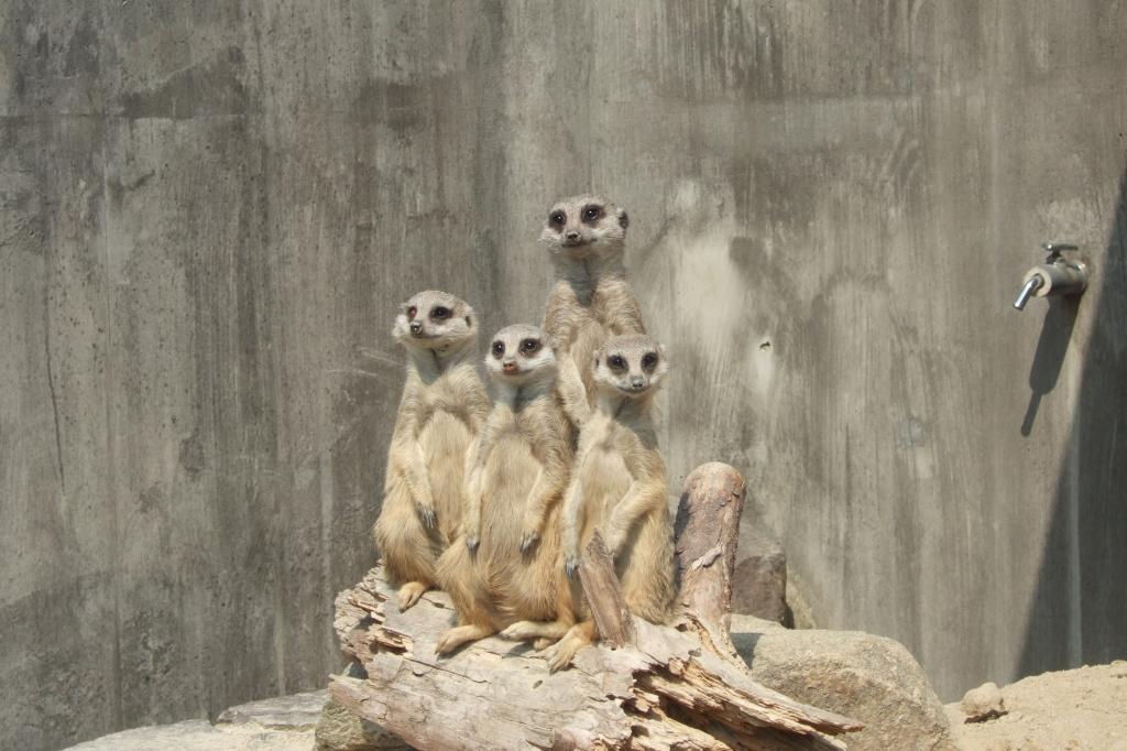 どうぶつとなかよくなろう！ミーアキャット編【東公園動物園
