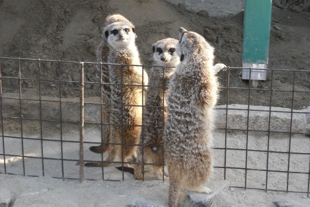 どうぶつとなかよくなろう！ミーアキャット編【東公園動物園