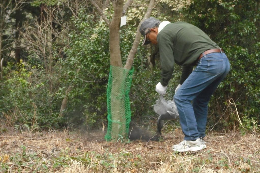 炭播きで森の木を健康に保ちます。