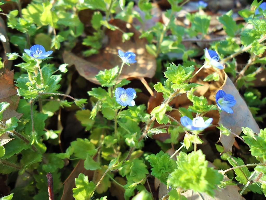 オオイヌノフグリ｜動植物図鑑｜水とみどりの森の駅｜岡崎おでかけナビ
