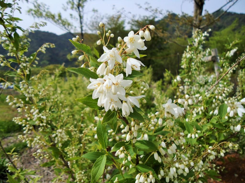 ウツギ｜動植物図鑑｜水とみどりの森の駅｜岡崎おでかけナビ - 岡崎市観光協会公式サイト