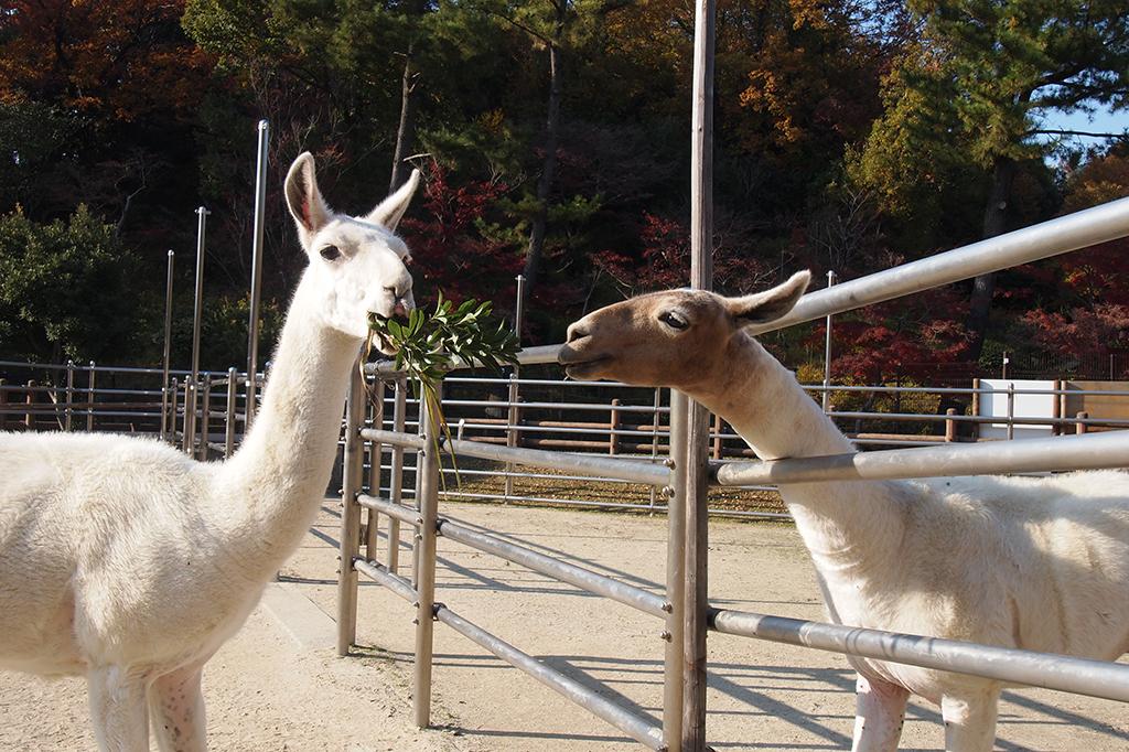 ラマ 動物図鑑 岡崎おでかけナビ 岡崎市観光協会公式サイト