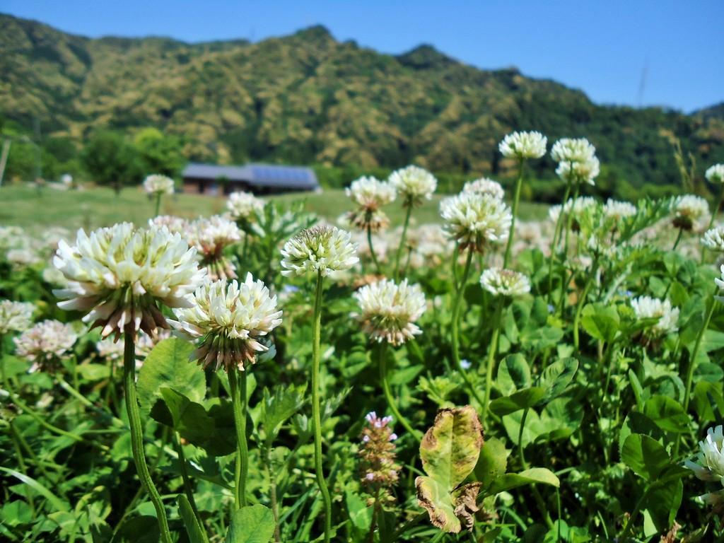 シロツメクサ 動植物図鑑 水とみどりの森の駅 岡崎おでかけナビ 岡崎市観光協会公式サイト