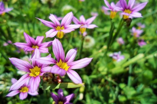 ニワゼキショウ