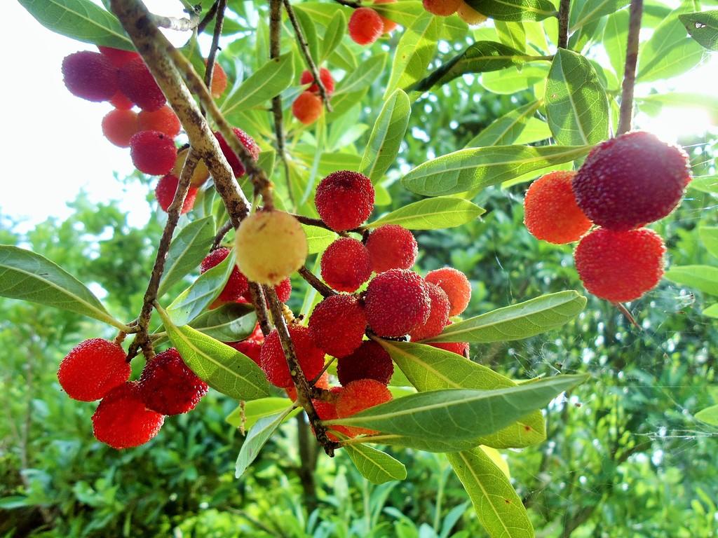 ヤマモモ｜動植物図鑑｜水とみどりの森の駅｜岡崎おでかけナビ - 岡崎