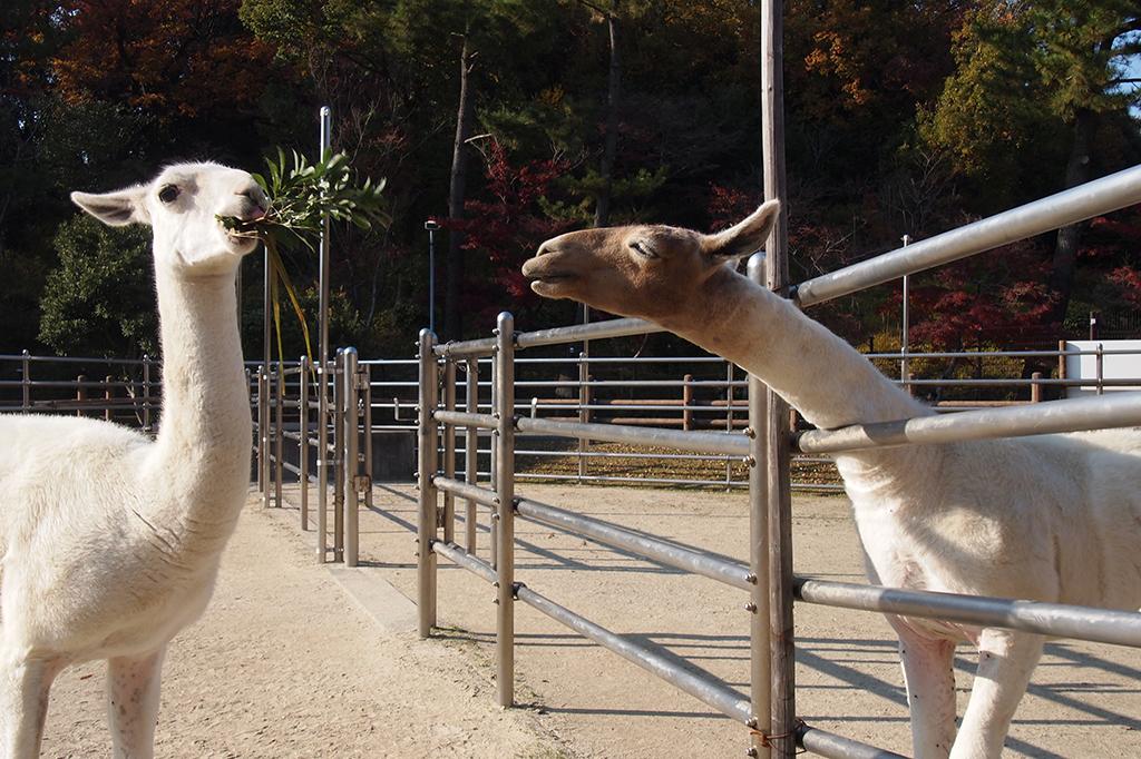ラマ 動物図鑑 岡崎おでかけナビ 岡崎市観光協会公式サイト