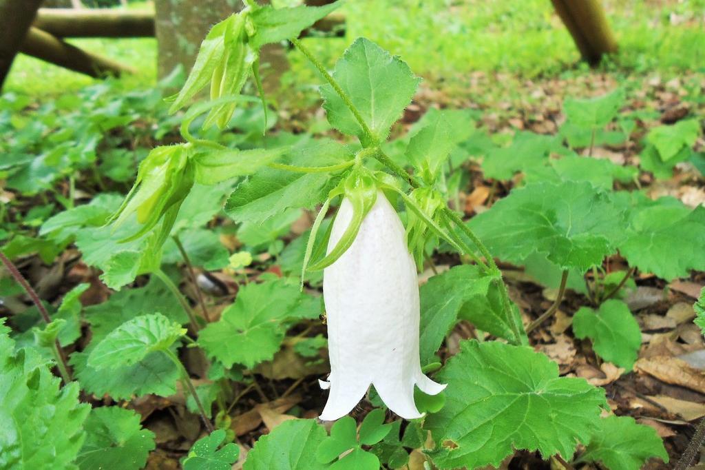 ホタルブクロ 動植物図鑑 水とみどりの森の駅 岡崎おでかけナビ 岡崎市観光協会公式サイト