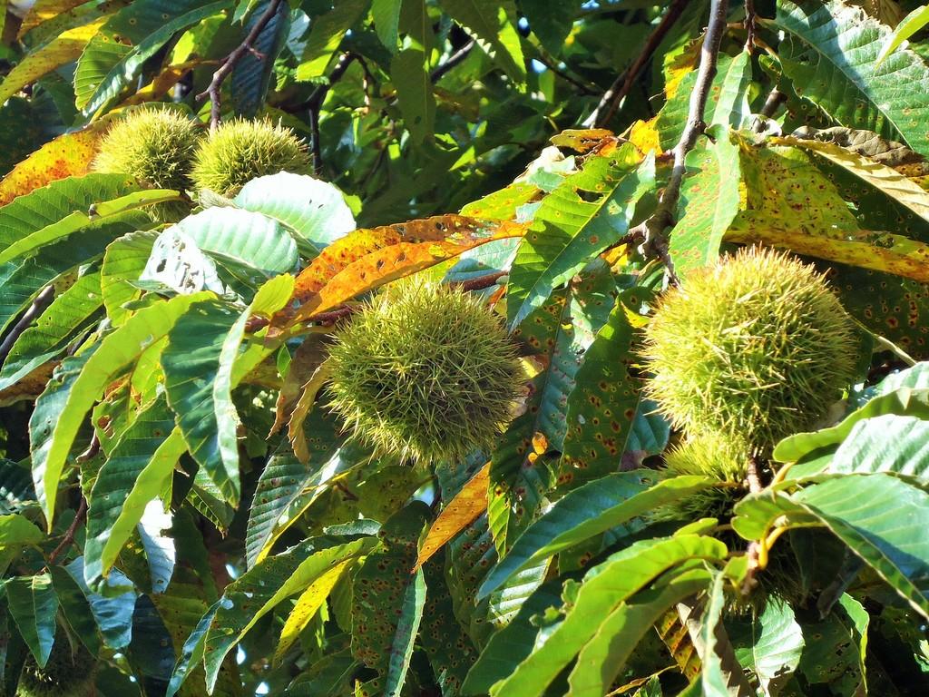 ヤマグリ 動植物図鑑 水とみどりの森の駅 岡崎おでかけナビ 岡崎市観光協会公式サイト