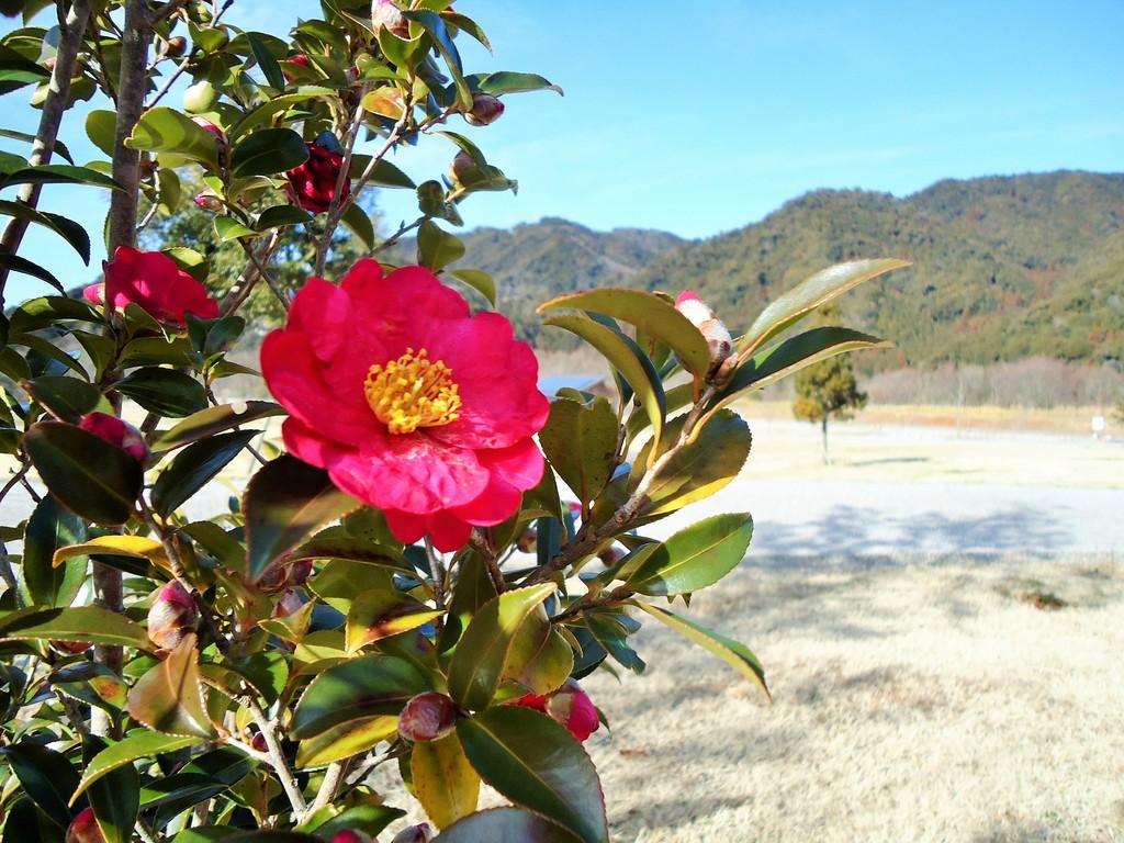 サザンカ｜動植物図鑑｜水とみどりの森の駅｜岡崎おでかけナビ - 岡崎
