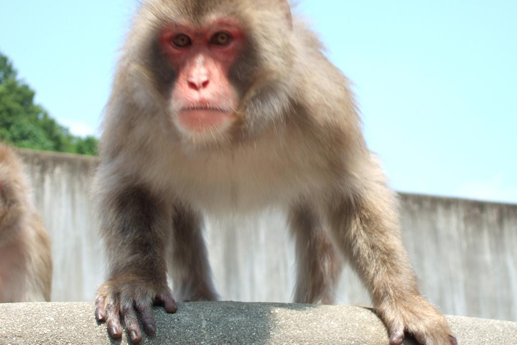 ニホンザル｜動物図鑑｜岡崎おでかけナビ - 岡崎市観光協会公式サイト