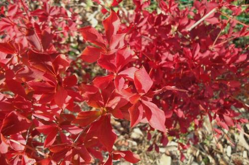 ドウダンツツジ