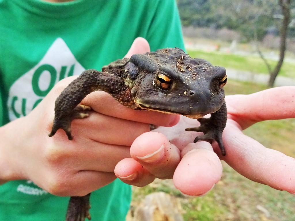 アズマヒキガエル 動植物図鑑 水とみどりの森の駅 岡崎おでかけナビ 岡崎市観光協会公式サイト