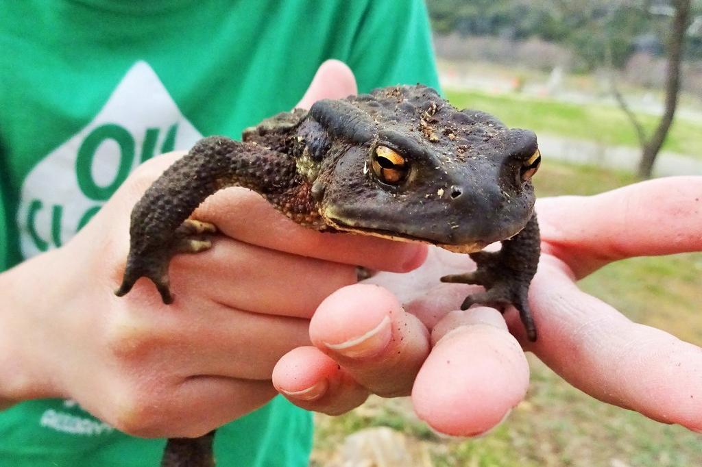 アズマヒキガエル 動植物図鑑 水とみどりの森の駅 岡崎おでかけナビ 岡崎市観光協会公式サイト