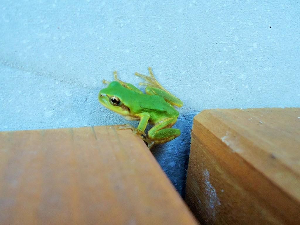 アマガエル 動植物図鑑 水とみどりの森の駅 岡崎おでかけナビ 岡崎市観光協会公式サイト