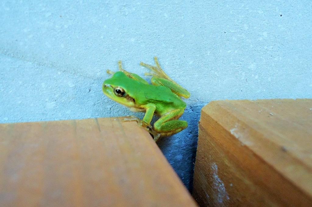 アマガエル 動植物図鑑 水とみどりの森の駅 岡崎おでかけナビ 岡崎市観光協会公式サイト