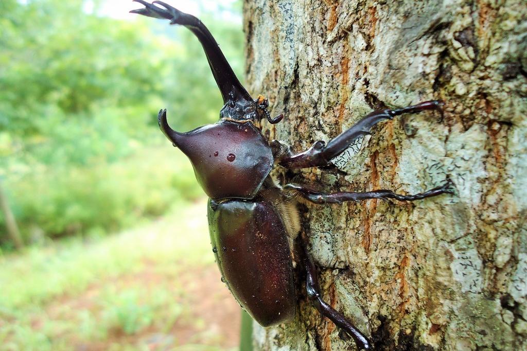 カブトムシ 動植物図鑑 水とみどりの森の駅 岡崎おでかけナビ 岡崎市観光協会公式サイト