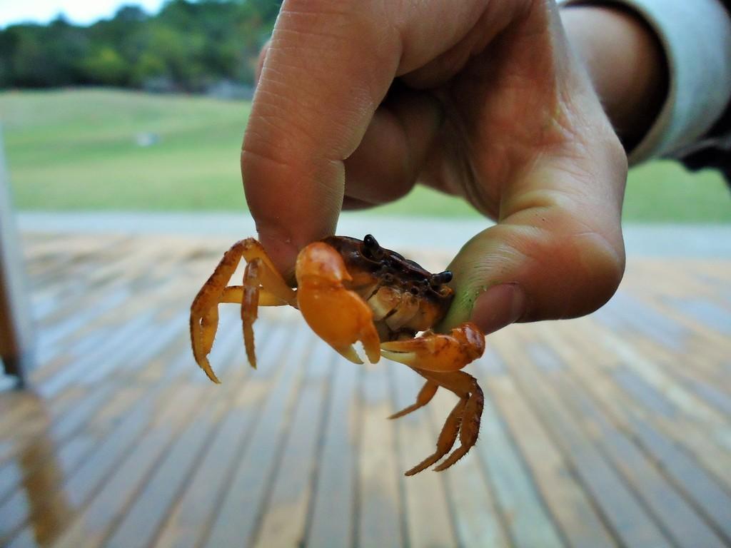 サワガニ 動植物図鑑 水とみどりの森の駅 岡崎おでかけナビ 岡崎市観光協会公式サイト