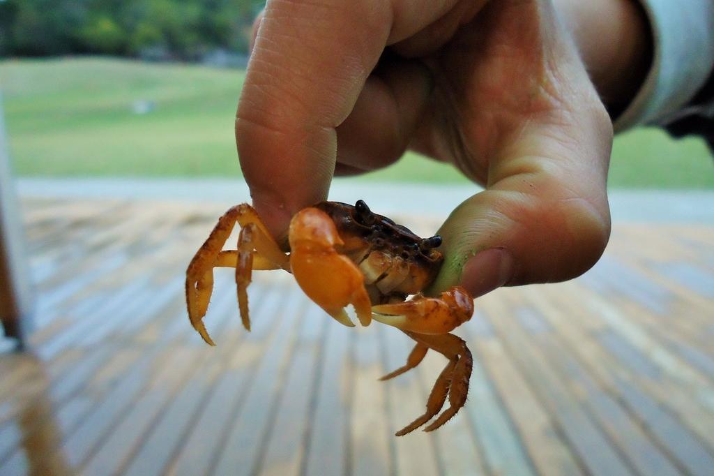 サワガニ｜動植物図鑑｜水とみどりの森の駅｜岡崎おでかけナビ - 岡崎