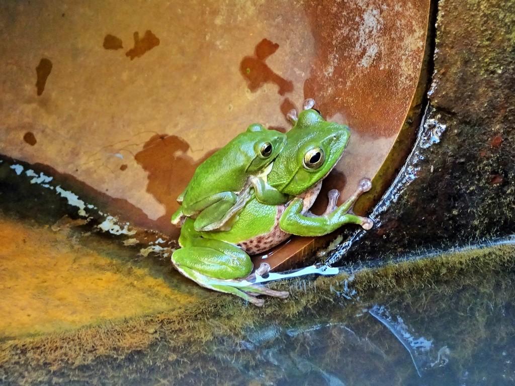 シュレーゲルアオガエル 動植物図鑑 水とみどりの森の駅 岡崎おでかけナビ 岡崎市観光協会公式サイト