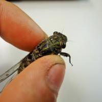 ツクツクボウシ