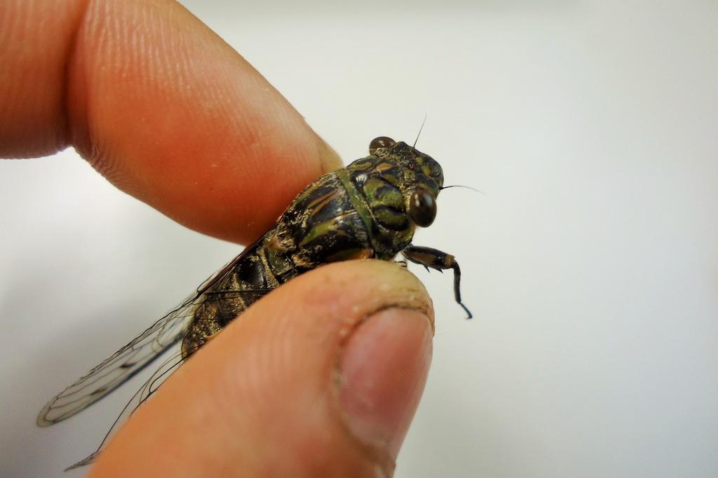 ツクツクボウシ｜動植物図鑑｜水とみどりの森の駅｜岡崎おでかけナビ