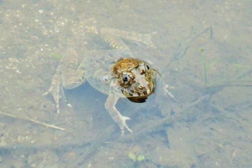 ヌマガエル