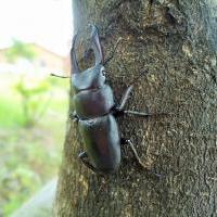 コクワガタ