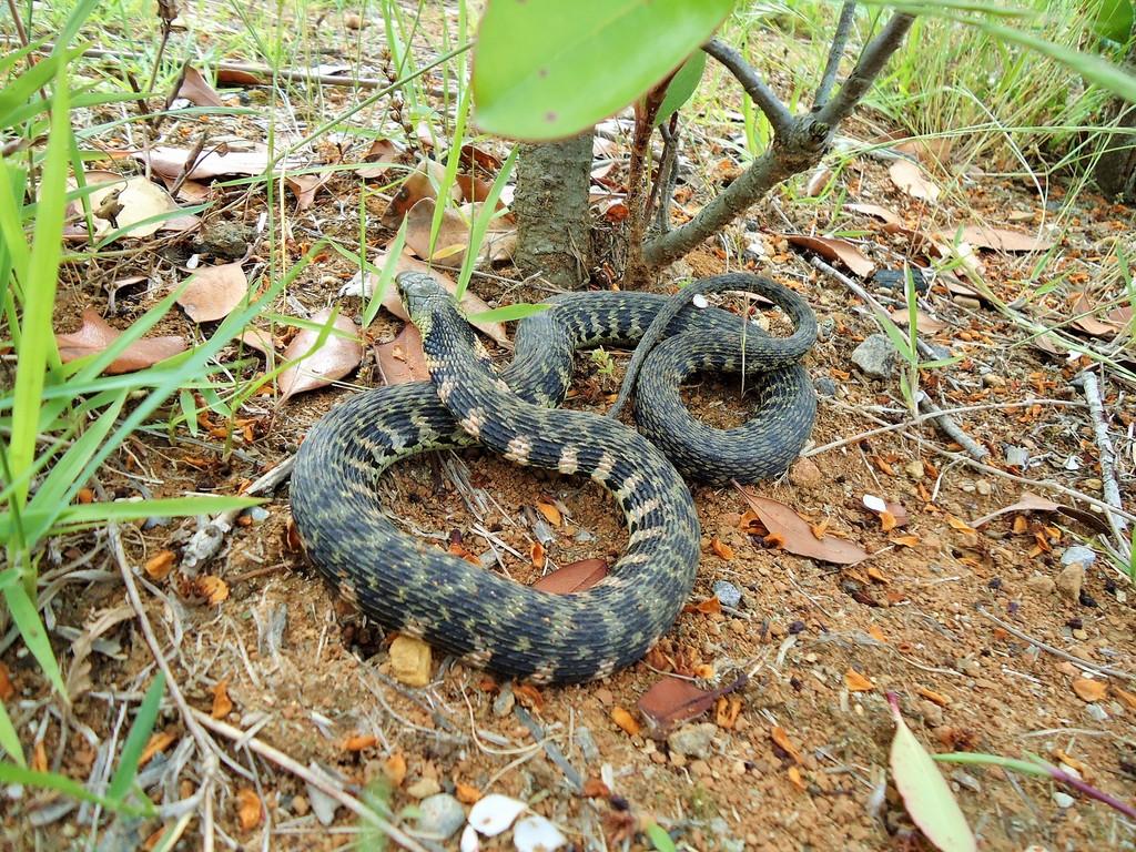 ヤマカガシ 動植物図鑑 水とみどりの森の駅 岡崎おでかけナビ 岡崎市観光協会公式サイト