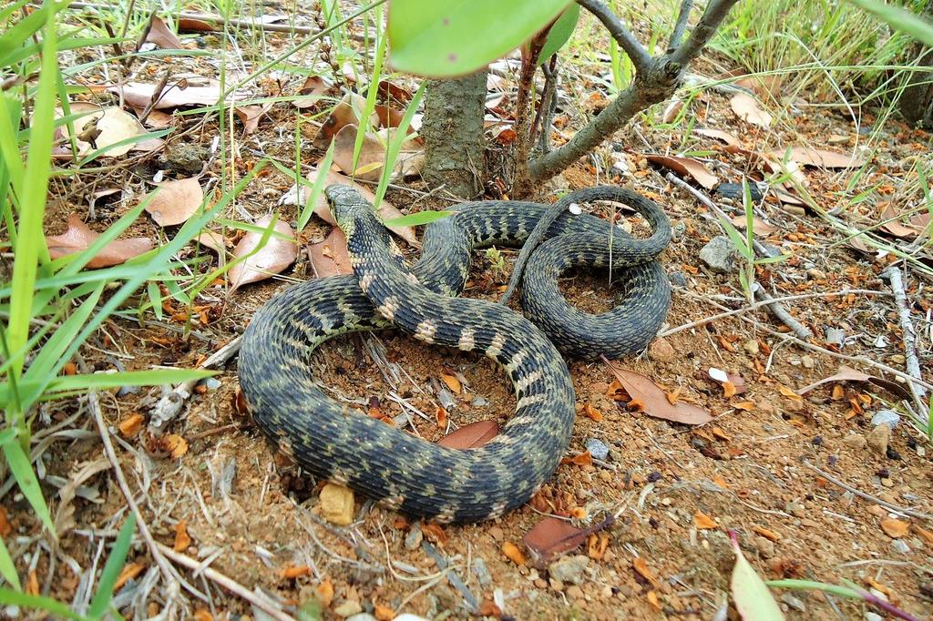 ヤマカガシ 動植物図鑑 水とみどりの森の駅 岡崎おでかけナビ 岡崎市観光協会公式サイト