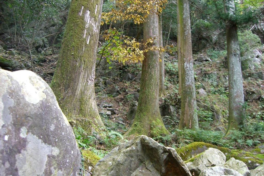 第3景「岩根の杉林」