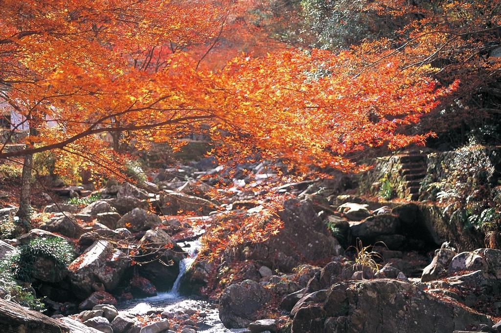 くらがり渓谷紅葉まつり