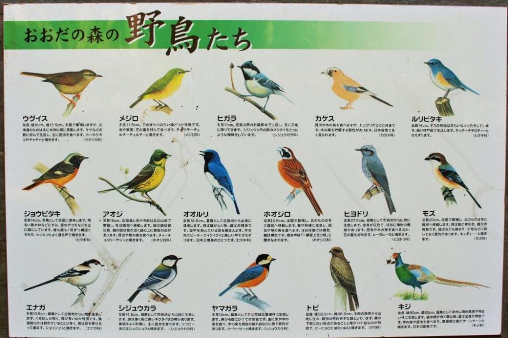 おおだの森の代表的な野鳥案内看板（ハウスの正面）