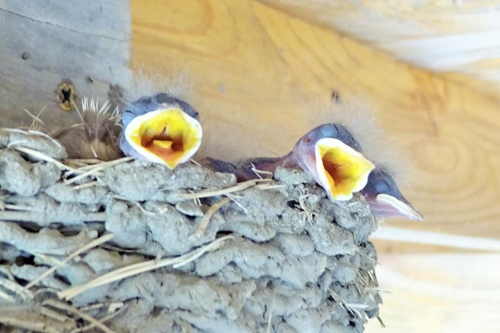 大きな鳴き声でエサをねだります