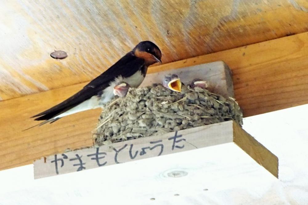 巣台は子どもたちが作ってくれました！