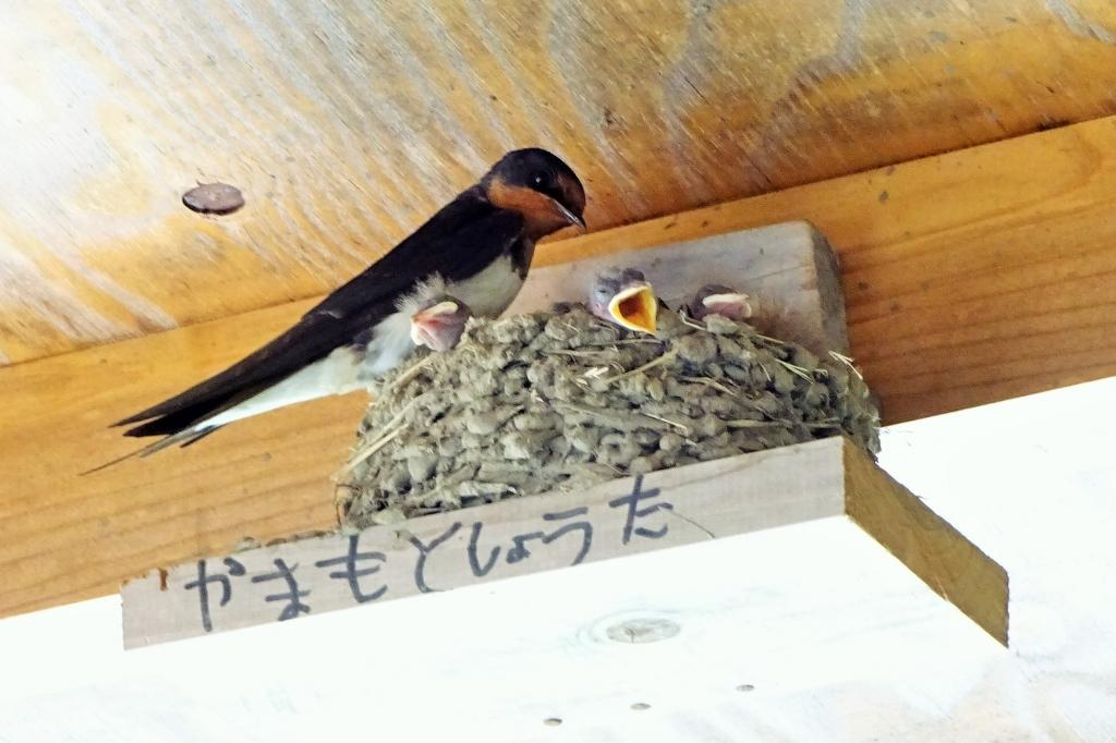 巣台は子どもたちが作ってくれました！