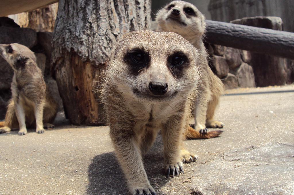 ミーアキャット｜動物図鑑｜岡崎おでかけナビ - 岡崎市観光協会公式サイト
