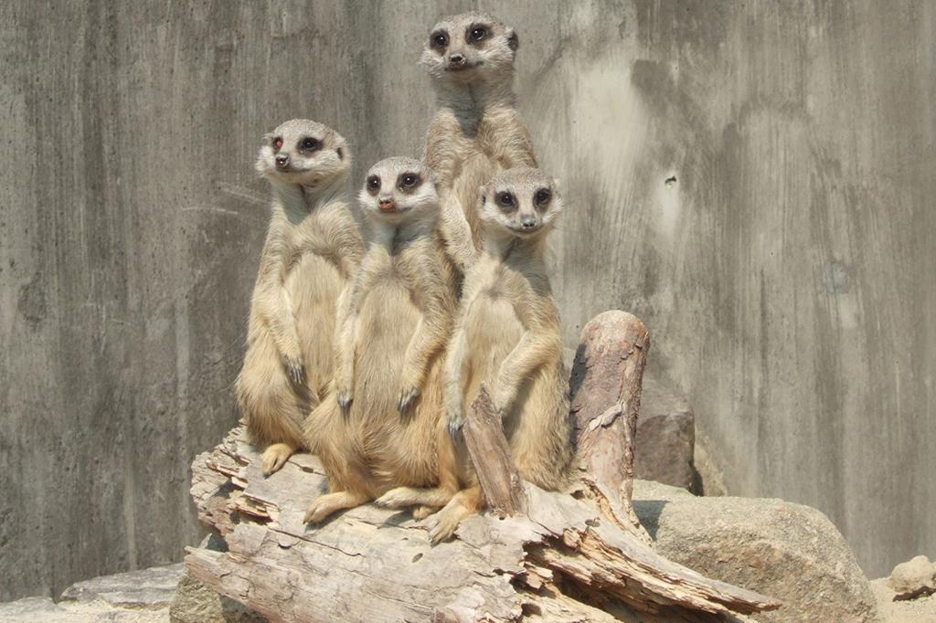 ミーアキャット｜動物図鑑｜岡崎おでかけナビ - 岡崎市観光協会公式サイト