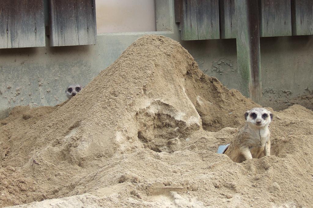 ミーアキャット 動物図鑑 岡崎おでかけナビ 岡崎市観光協会公式サイト