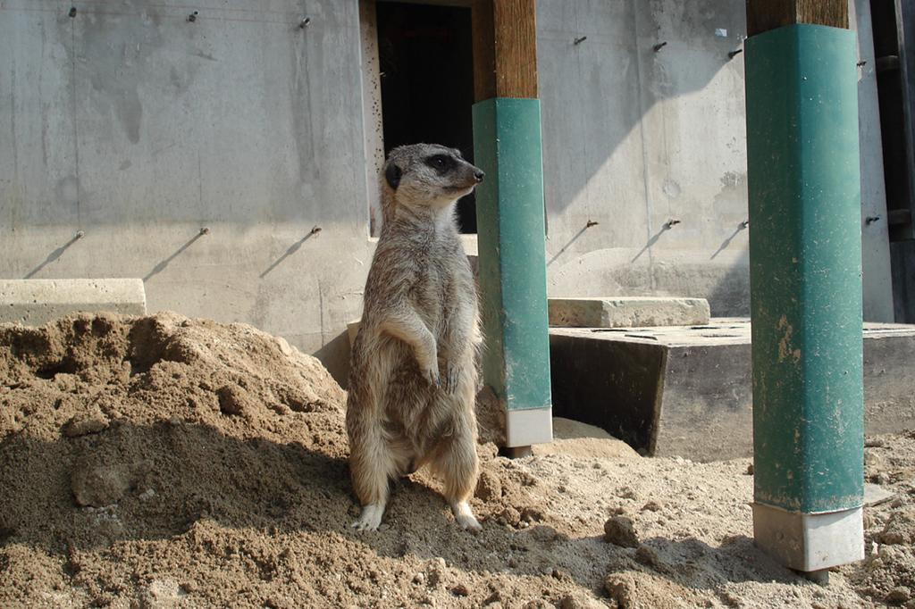 ミーアキャット｜動物図鑑｜岡崎おでかけナビ - 岡崎市観光協会公式サイト
