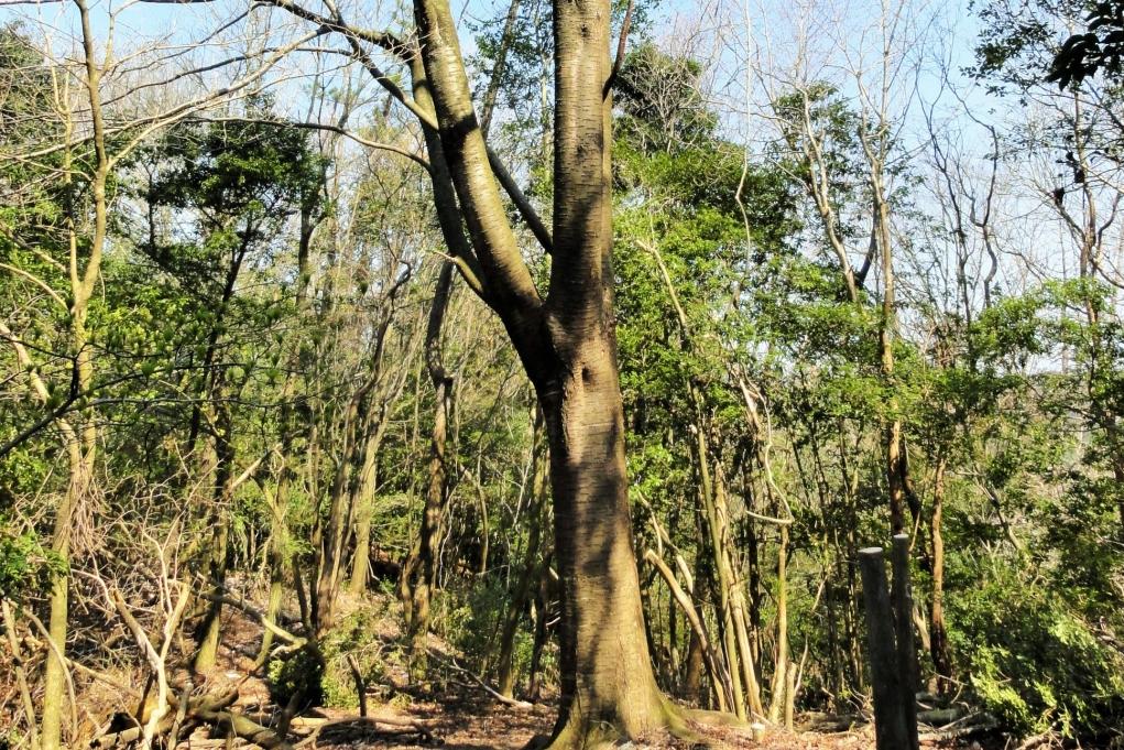 山頂にはオオシマザクラの大木！喜桜山の由来です。