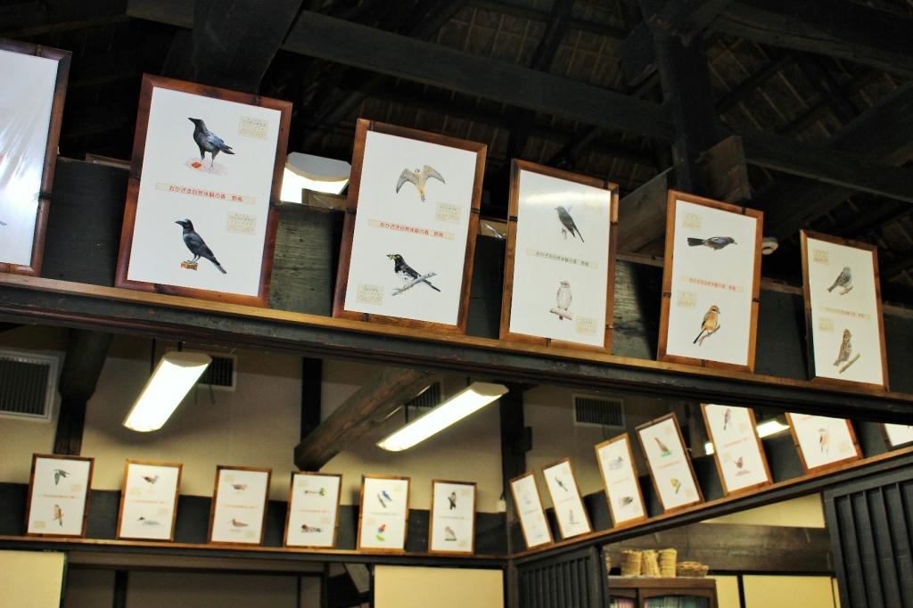 体験の森で見られる「野鳥」イラストが100種類以上展示