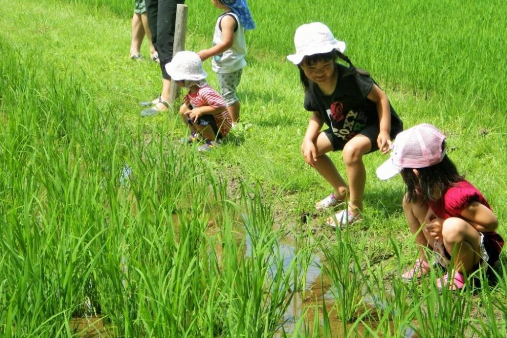 夏の田んぼは生き物がいっぱい！