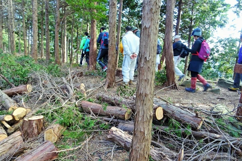 間伐現場を見学／森を守る大事な作業です