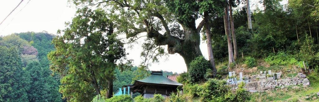 じっくり湿地観察、里山の展望を楽しみ、1000年の巨木に触れてみよう！