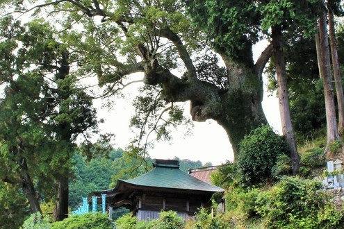 じっくり湿地観察、里山の展望を楽しみ、1000年の巨木に触れてみよう！