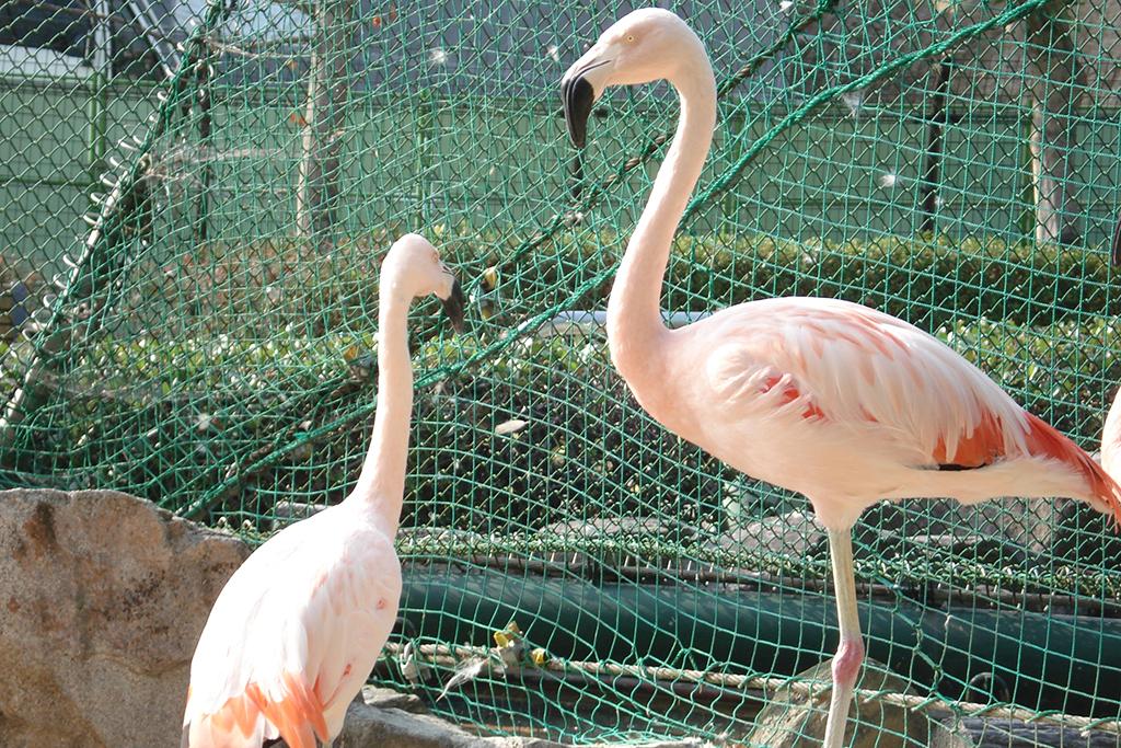 チリーフラミンゴ 動物図鑑 岡崎おでかけナビ 岡崎市観光協会公式サイト